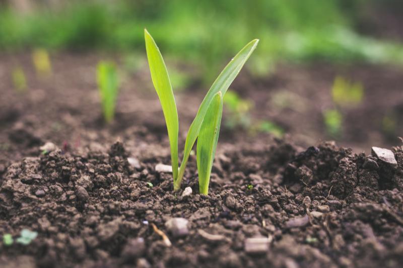 SDG 2 - Sulla strada verso l'agricoltura sostenibile